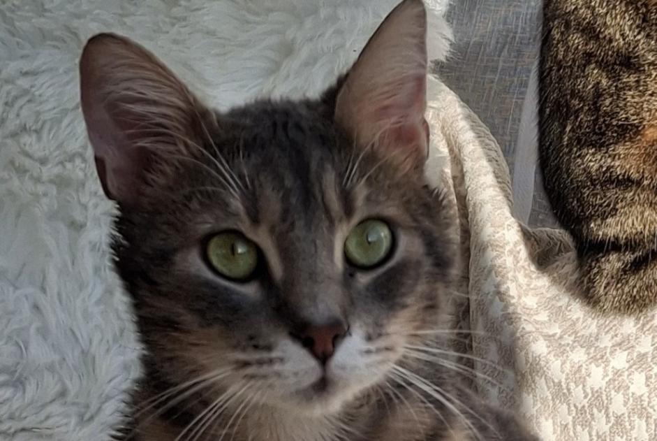 Vermisstmeldung Katze  Männliche , 3 jahre Chauny Frankreich