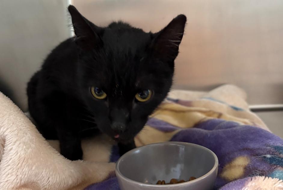 Fundmeldung Katze rassenmischung Weiblich Fère-en-Tardenois Frankreich Fundmeldung Katze rassenmischung Weiblich Fère-en-Tardenois Frankreich