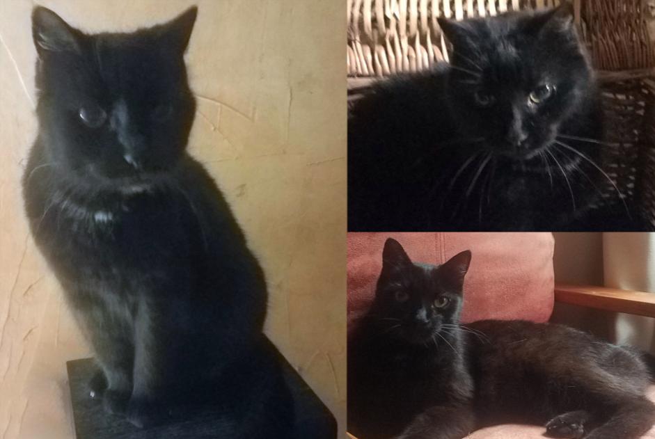 Alerte Disparition Chat Femelle , 17 ans Marigny-en-Orxois France Alerte Disparition Chat Femelle , 17 ans Marigny-en-Orxois France