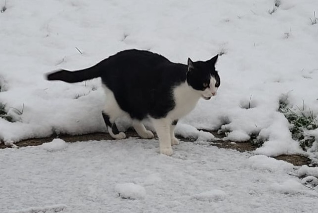 Alerte Disparition Chat Mâle , 12 ans Essises France
