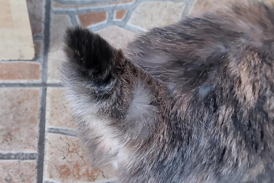 Alerte Découverte Chat Femelle Saint-Quentin France Alerte Découverte Chat Femelle Saint-Quentin France
