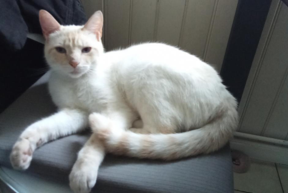 Alerte Disparition Chat croisement Mâle , 3 ans Saint-Quentin France Alerte Disparition Chat croisement Mâle , 3 ans Saint-Quentin France