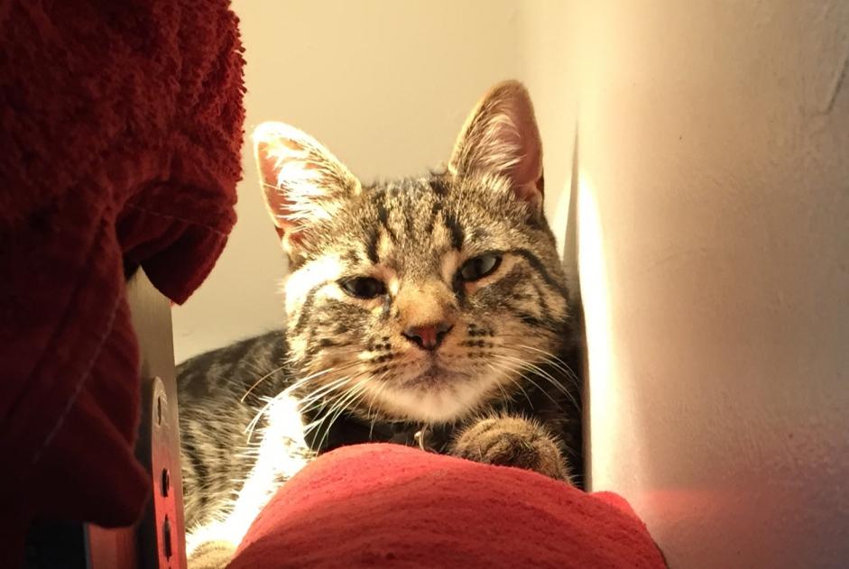 Alerte Disparition Chat Mâle , 11 ans Saint-Quentin France Alerte Disparition Chat Mâle , 11 ans Saint-Quentin France