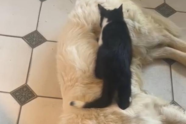Alerte Disparition Chat Mâle , 1 ans Morsain France