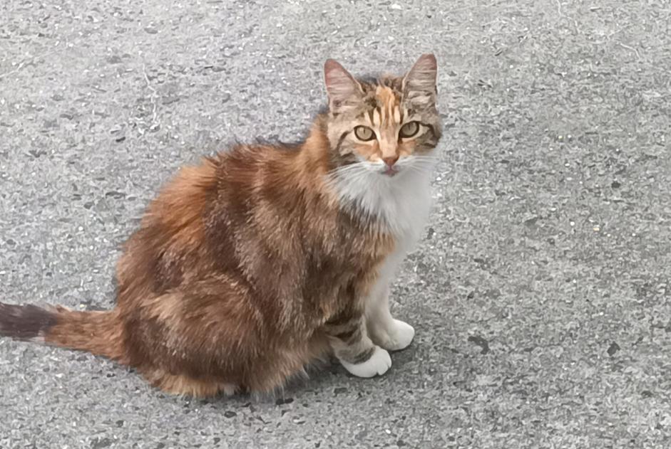 Alerta descoberta Gato Desconhecido , 3 anos Tergnier France Alerta descoberta Gato Desconhecido , 3 anos Tergnier France