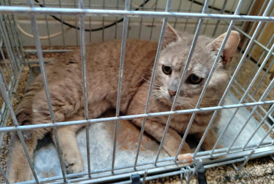 Alerta descoberta Gato Macho , 6 anos Bucy-lès-Pierrepont France