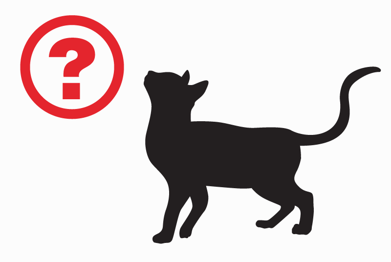 Alerta de Desaparición Gato cruce  Macho , 11 años Laon Francia
